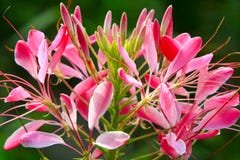 Cleome Red Flowers. Garden Plants Royalty Free Stock Photo Cleome Red Flowers. Garden Plants Royalty Free Stock Photo