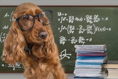 Clever funny dog wearing eyeglasses. Math equations on blackboard in background Royalty Free Stock Photography Clever funny dog wearing eyeglasses. Math equations on blackboard in background Royalty Free Stock Photography