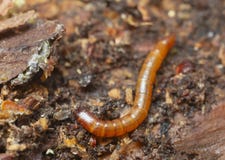 Click Beetle Larva Living In Pine Wood Royalty Free Stock Photo