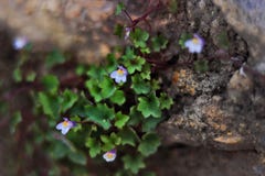 Climbing purple tiny flowers growing on rocks royalty free stock image Climbing purple tiny flowers growing on rocks royalty free stock image