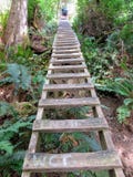 Climbing up a huge ladder on the west coast trail in the forests stock photo Climbing up a huge ladder on the west coast trail in the forests stock photo