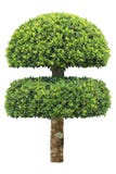 Double layer clipped topiary tree isolated on white background for formal Japanese and English style artistic design garden royalty free stock photos Double layer clipped topiary tree isolated on white background for formal Japanese and English style artistic design garden royalty free stock photos