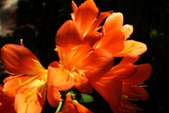 Clivia anaranjado en Pretoria, Suráfrica imágenes de archivo libres de regalías Clivia anaranjado en Pretoria, Suráfrica imágenes de archivo libres de regalías