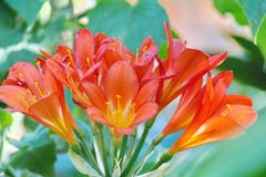 Clivia flowers in Cape Town stock photo Clivia flowers in Cape Town stock photo