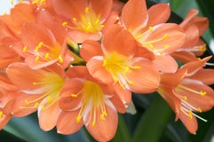 Clivia-miniata orange dekorative tropische Blume, Blumenstrauß lizenzfreie stockfotografie Clivia-miniata orange dekorative tropische Blume, Blumenstrauß lizenzfreie stockfotografie