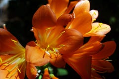 Clivia orange à Pretoria, Afrique du Sud image stock Clivia orange à Pretoria, Afrique du Sud image stock