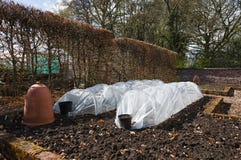 Cloche en plastique - poly tunnel - cloche d'agriculture - rhubarbe pour photos stock Cloche en plastique - poly tunnel - cloche d'agriculture - rhubarbe pour photos stock