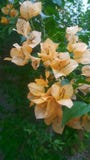 Cloed up image of spring orange flowers with green leaf stock photos Cloed up image of spring orange flowers with green leaf stock photos