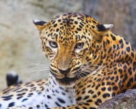 Close danger and angry face of leopard in wild stock images Close danger and angry face of leopard in wild stock images