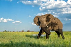 Close encounter with an elephant from a boat at the Chobe River