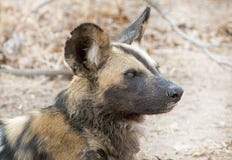 Close up of an african wild dog head side profile with a natural background stock photos Close up of an african wild dog head side profile with a natural background stock photos