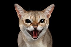 Close-up Agressieve Singapura Cat Hisses op purple stock foto's Close-up Agressieve Singapura Cat Hisses op purple stock foto's