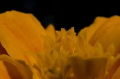 Close-up alaranjado suculento da flor do sercevina macro horizontal imagem de stock royalty free Close-up alaranjado suculento da flor do sercevina macro horizontal imagem de stock royalty free