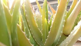 Close up Aloe Vera Plant stock images Close up Aloe Vera Plant stock images