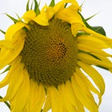 Close-up amarelo do girassol Flor de Suflower imagens de stock royalty free Close-up amarelo do girassol Flor de Suflower imagens de stock royalty free