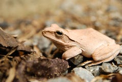 Close Up And Focus Shrub Frog, Polypedates Leucomystax, Tree Frog / Type Of Fog In Nature Stock Photography Close Up And Focus Shrub Frog, Polypedates Leucomystax, Tree Frog / Type Of Fog In Nature Stock Photography
