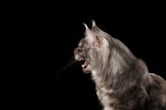 Close-up Angry Meowing Maine Coon Cat, Opened Mouth Isolated Black