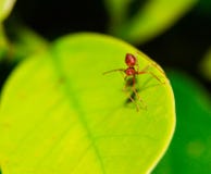 Close up the ant on the leaf macro royalty free stock photos Close up the ant on the leaf macro royalty free stock photos