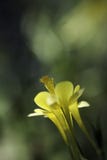 Close up aquilégia amarelo da flor imagens de stock Close up aquilégia amarelo da flor imagens de stock