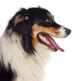 Close up of Australian Shepherd stock photos Close up of Australian Shepherd stock photos
