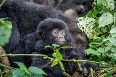 Close up of a baby Mountain gorilla. stock images Close up of a baby Mountain gorilla. stock images
