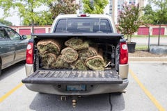 Close-up of back of pickup truck with bed protector and rolls of sod in the back with the tailgate down stock photo Close-up of back of pickup truck with bed protector and rolls of sod in the back with the tailgate down stock photo