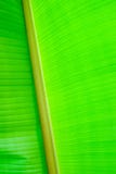 Close-up banana leaf Textured abstract stock image Close-up banana leaf Textured abstract stock image
