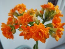 Close-up of orange flowers Kalanchoe succulent royalty free stock photo Close-up of orange flowers Kalanchoe succulent royalty free stock photo