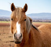 Portrait of the horse, horse stands in the field, on a background of mountains royalty free stock images Portrait of the horse, horse stands in the field, on a background of mountains royalty free stock images