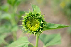 Close up beautiful Sun Flower with small bee stock photography Close up beautiful Sun Flower with small bee stock photography