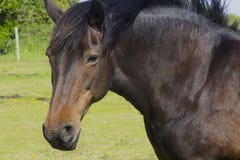 A close up of a beautiful young horses head and mane as it stands in a field on a bright sunny day Royalty Free Stock Images A close up of a beautiful young horses head and mane as it stands in a field on a bright sunny day Royalty Free Stock Images