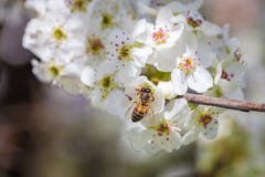 Close up of bee gathering pollen from a white cherry blossom stock images Close up of bee gathering pollen from a white cherry blossom stock images