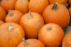 Close up of Big Orange Pumpkins Stock Image Close up of Big Orange Pumpkins Stock Image
