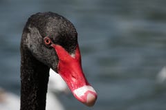 Close up of Black Swan head Cygnus atratus stock image Close up of Black Swan head Cygnus atratus stock image
