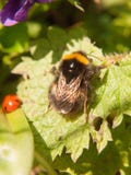 Close up of black and yellow bee macro spring on leaf. Essex; england; uk Royalty Free Stock Images Close up of black and yellow bee macro spring on leaf. Essex; england; uk Royalty Free Stock Images