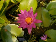 Pink lotus flower. stock photos Pink lotus flower. stock photos