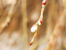 Close-up of blossoming buds on the branches of a weeping willow Babylon willow on blurred background royalty free stock photos Close-up of blossoming buds on the branches of a weeping willow Babylon willow on blurred background royalty free stock photos