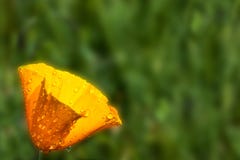 A blurry california poppy stock photography A blurry california poppy stock photography