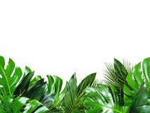 Close up of bouquets of various fresh tropical leaves on white background