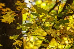 Close up of branch with colorful autumn leafs stock images Close up of branch with colorful autumn leafs stock images