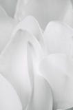 Close up branco macio do macro das pétalas de Cyclamen imagem de stock royalty free Close up branco macio do macro das pétalas de Cyclamen imagem de stock royalty free