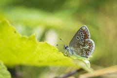 Brown argus butterfly, Aricia agestis perched Royalty Free Stock Image Brown argus butterfly, Aricia agestis perched Royalty Free Stock Image