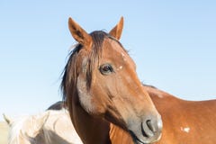 Clos up of a brown horse head Stock Photo Clos up of a brown horse head Stock Photo