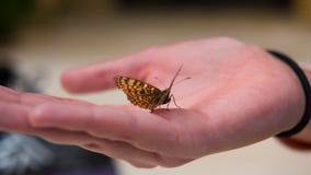 Woman Hand Holding Beautiful Butterfly Stock Images - 395 