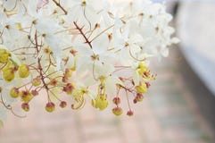 Close up Cassia Siam White flower or Showering Tree Royalty Free Stock Photography Close up Cassia Siam White flower or Showering Tree Royalty Free Stock Photography