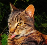 Close-up of Cat Stock Photography Close-up of Cat Stock Photography