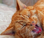 Close up of cats face with sharp pointed teeth. royalty free stock photo Close up of cats face with sharp pointed teeth. royalty free stock photo