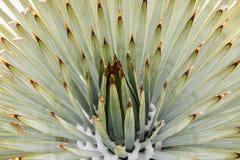 Close up of Chaparral Yucca (Hesperoyucca whipplei) growing on the slopes of Mt San Antonio, snow at its base; Los Angeles county royalty free stock image Close up of Chaparral Yucca (Hesperoyucca whipplei) growing on the slopes of Mt San Antonio, snow at its base; Los Angeles county royalty free stock image