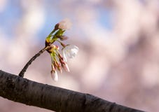 Close up of Cherry Blossom flowers stock photography Close up of Cherry Blossom flowers stock photography