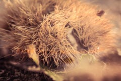 Close up of chestnuts on forest ground in black and white sepia royalty free stock image Close up of chestnuts on forest ground in black and white sepia royalty free stock image